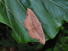 Chorodna ochreimacula