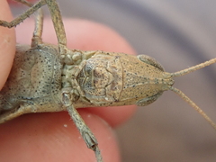 Goniaea carinata