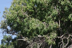 Cordia caffra
