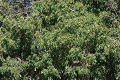 Cordia caffra
