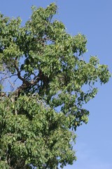 Cordia caffra