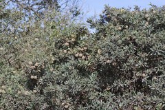 Diospyros dichrophylla