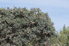 Diospyros dichrophylla