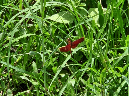 Neurothemis terminata Ris, 1911