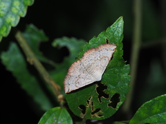 Eublemma terminimaculata