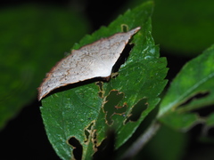 Eublemma terminimaculata