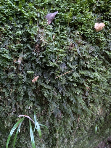 Crepidomanes bipunctatum iNat (2)
