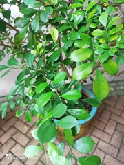 Murraya paniculata paniculata