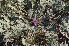 Platycarpha glomerata