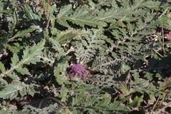 Platycarpha glomerata