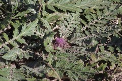 Platycarpha glomerata