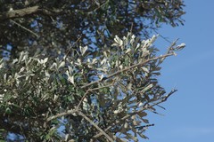 Brachylaena