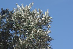 Brachylaena
