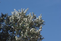 Brachylaena
