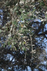 Brachylaena