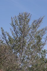 Brachylaena