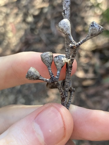 Eucalyptus olida, photograph 6