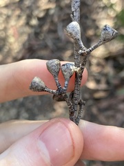Eucalyptus olida, photograph (c) Thomas Mesaglio, some rights reserved (CC BY)