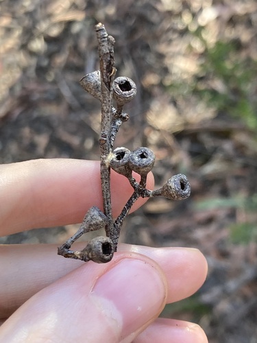 Eucalyptus olida, photograph 5