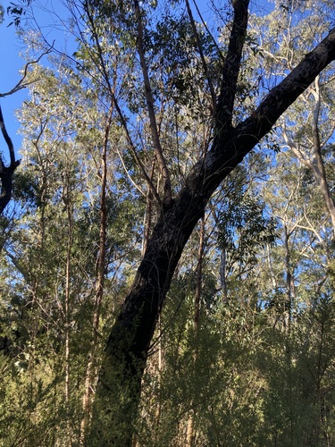 Eucalyptus olida, photograph 4