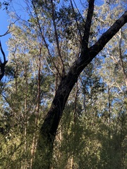 (c) Thomas Mesaglio, some rights reserved (CC BY) Eucalyptus olida, photograph (c) Thomas Mesaglio, some rights reserved (CC BY)