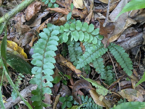 Asplenium paleaceum, 2025-08-08