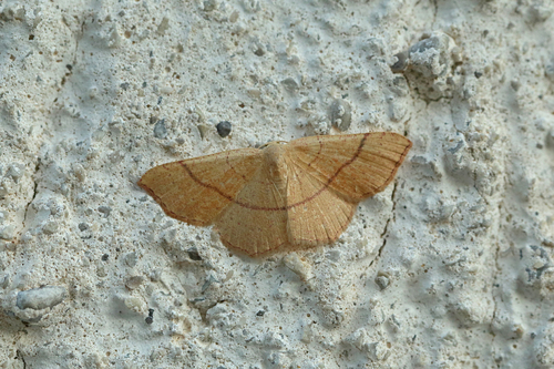 Ephyre blond-roux (L')