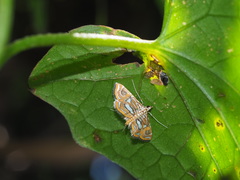 Paracymoriza cataclystalis