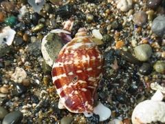 Neodilatilabrum robustum