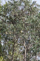 Diospyros dichrophylla