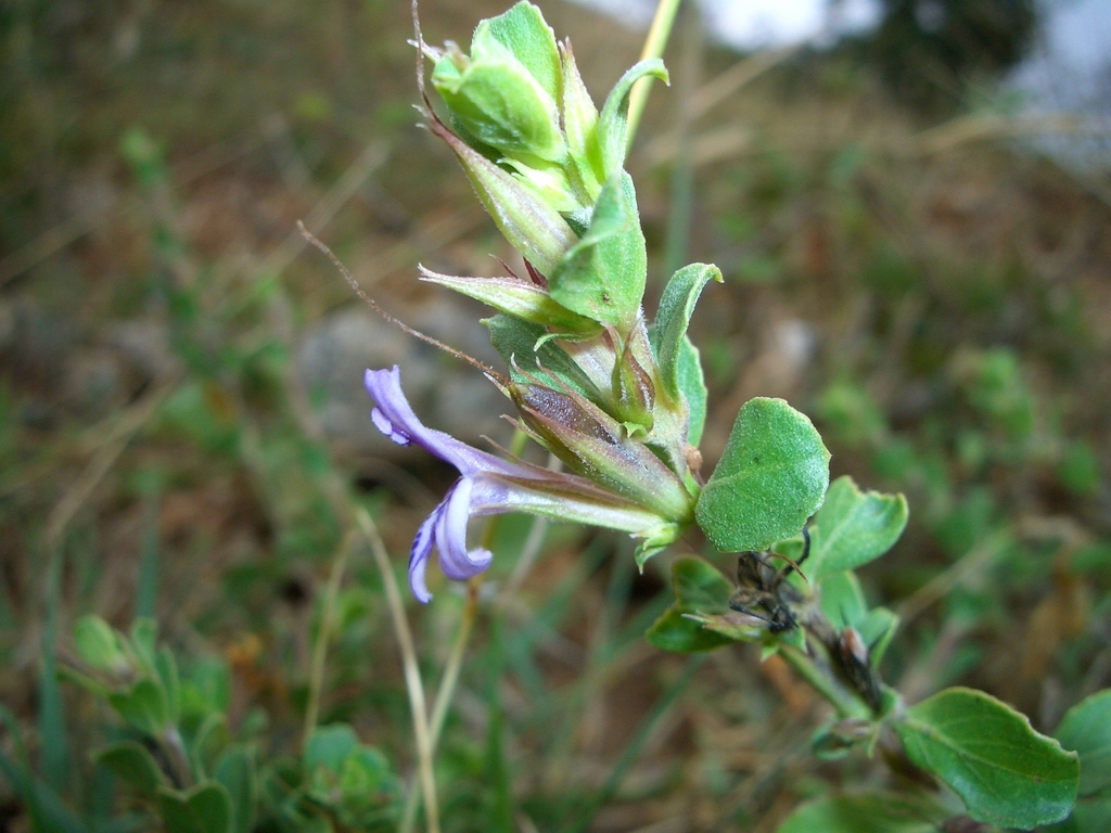 Dyschoriste keniensis