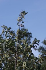 Hippobromus pauciflorus