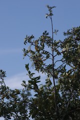 Hippobromus pauciflorus