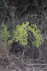 Azima tetracantha
