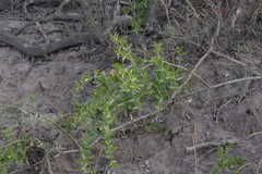 Azima tetracantha