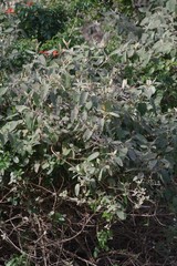 Buddleja dysophylla