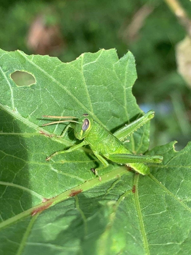 Melicodes tenebrosus
