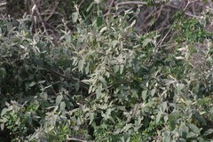 Buddleja dysophylla