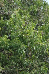 Cordia caffra