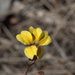 Goodenia paniculata - Photo (c) dianadavey, algunos derechos reservados (CC BY-NC-ND), subido por dianadavey
