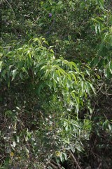 Cordia caffra