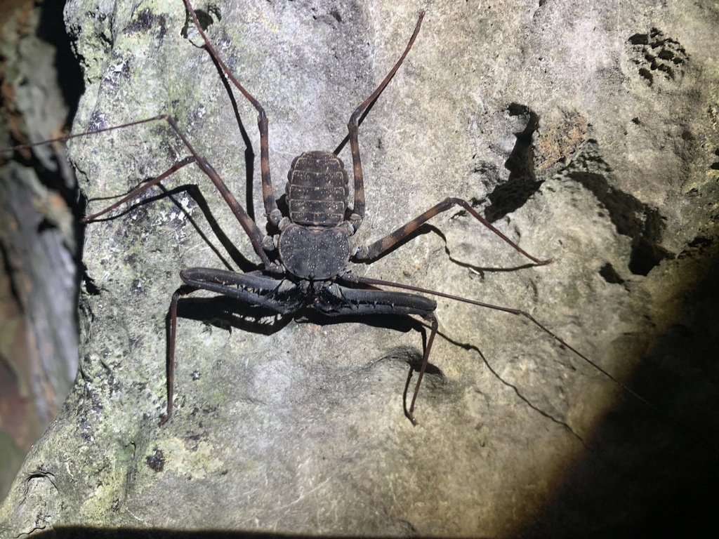 Charon gervaisi
