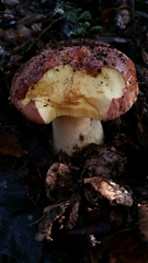 Butyriboletus