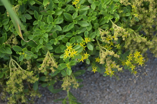 Aizoon Stonecrop