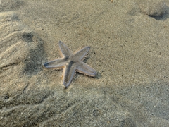 Astropecten indicus