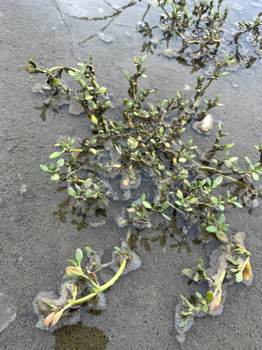 Slender seapurslane (Sesuvium maritimum)