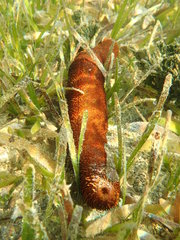 Holothuria isuga