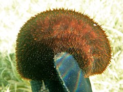 Holothuria isuga