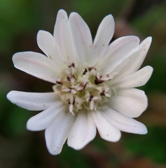 Hemizonia congesta luzulifolia