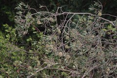 Diospyros dichrophylla